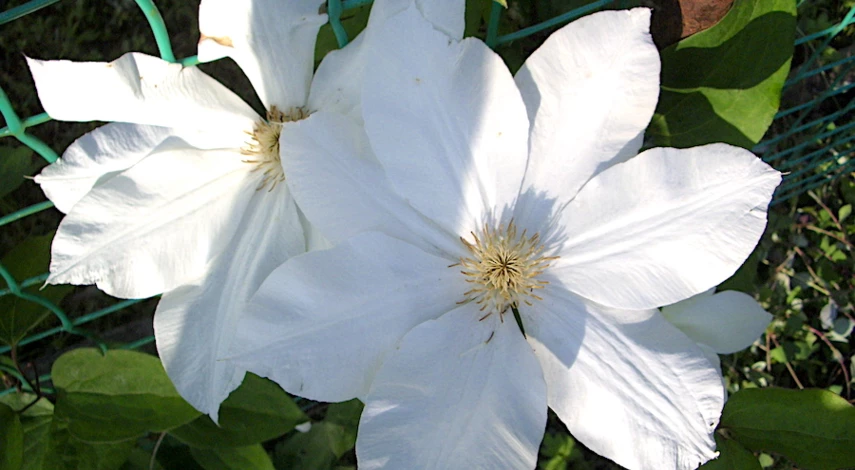 неприхотливые сорта клематисов