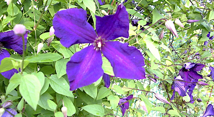 крупноцветковые клематисы сорта