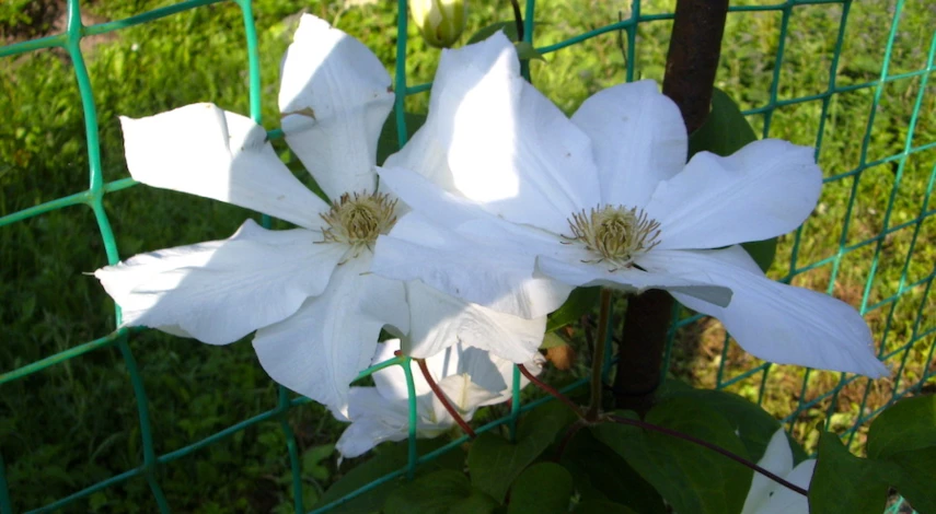 сорта и группы клематисов