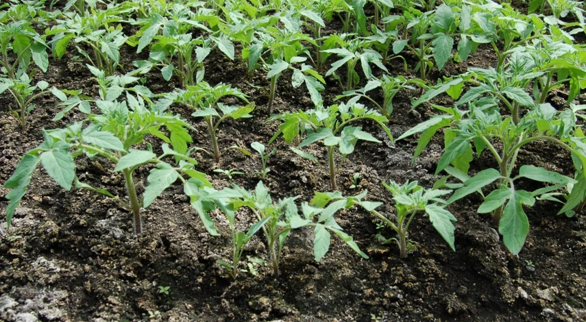 какой лучше грунт для рассады томатов