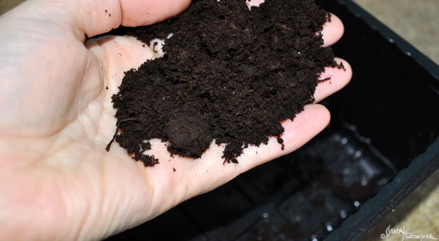земля для рассады перцев состав