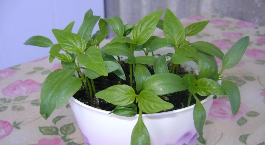 Какой грунт для рассады перца