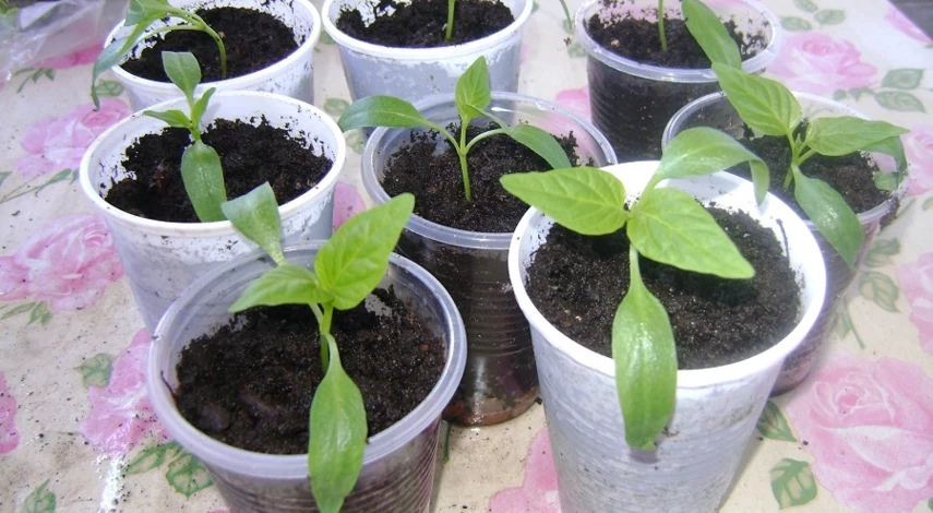 Грунт для пикировки перца