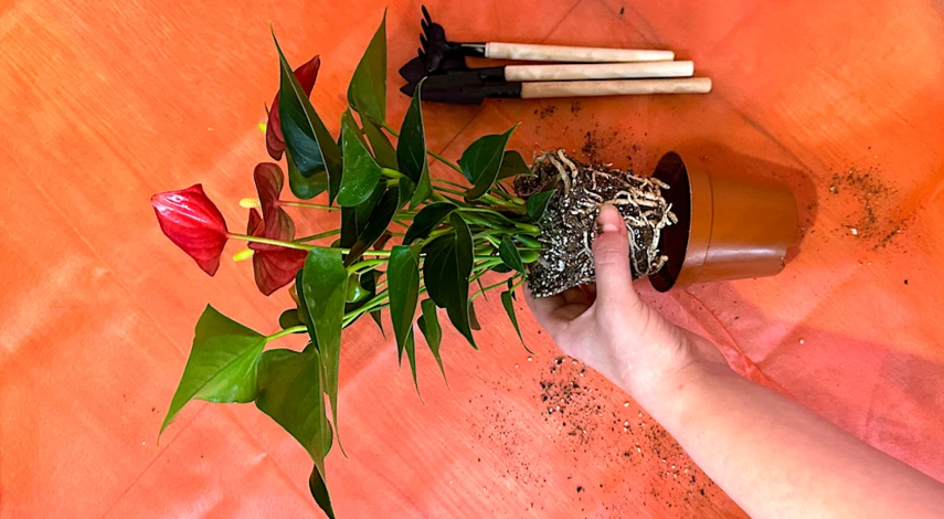 как пересадить антуриум