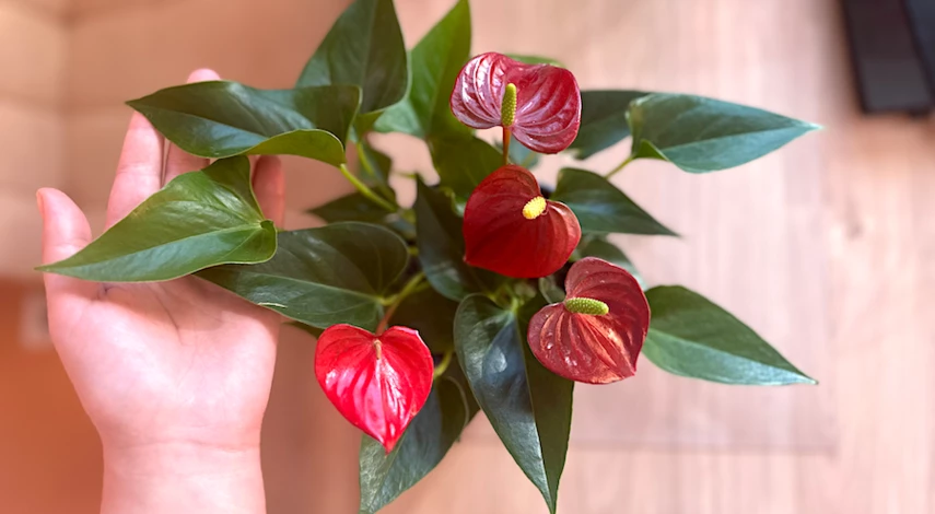 выращивание антуриума