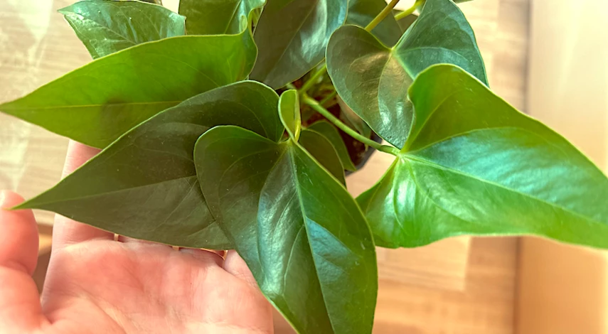 как поливать антуриум