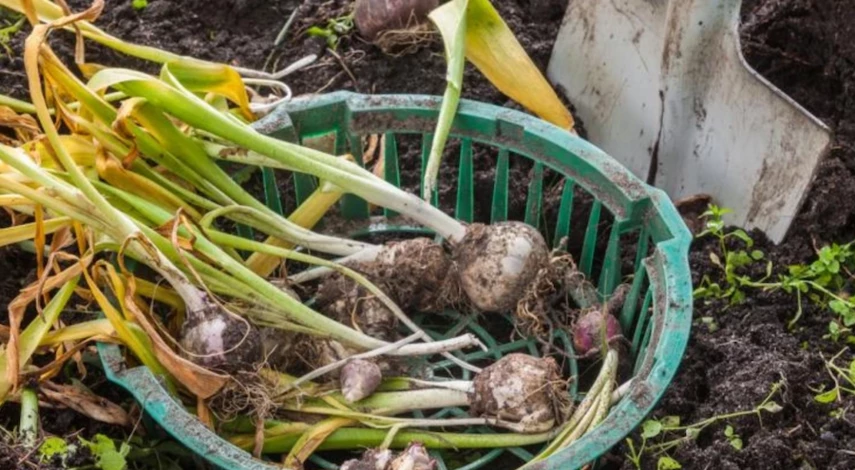 Когда сажать гиацинты