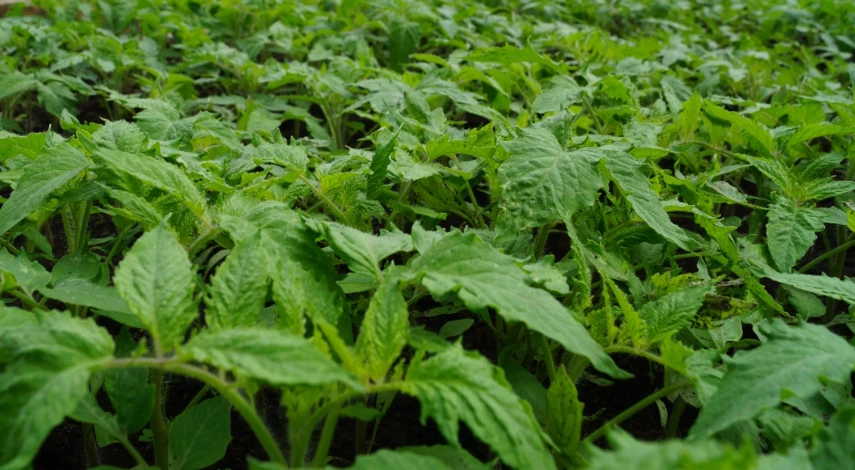 график подкормки рассады томатов