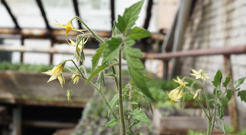 когда и чем подкармливать рассаду томатов