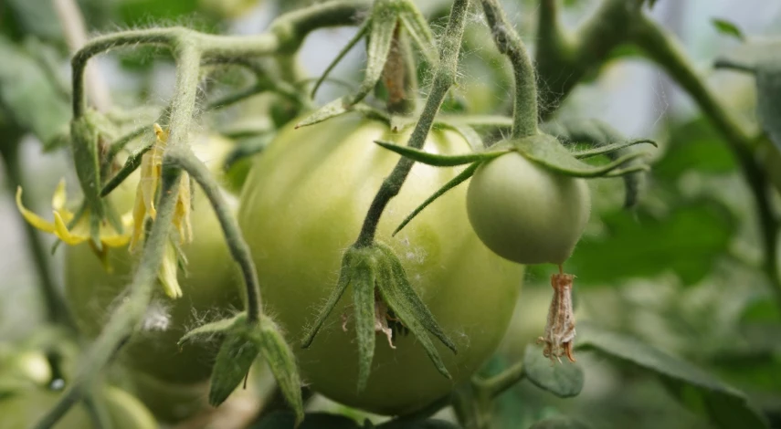 когда начинать подкармливать томаты