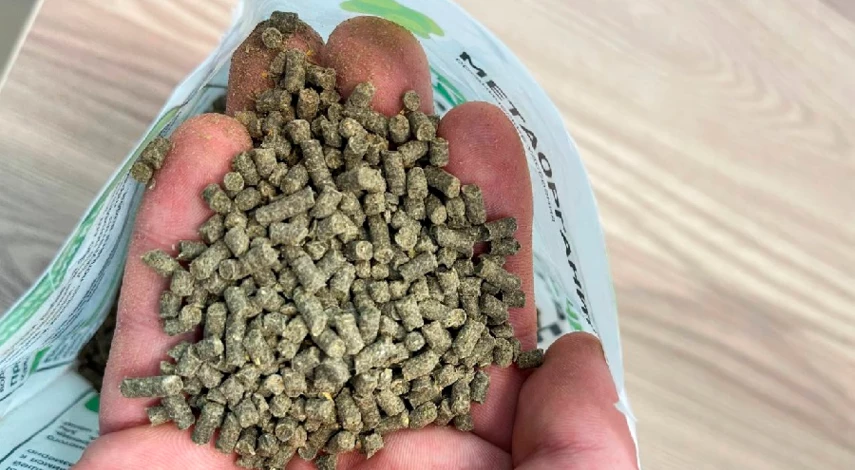 когда и чем подкармливать томаты