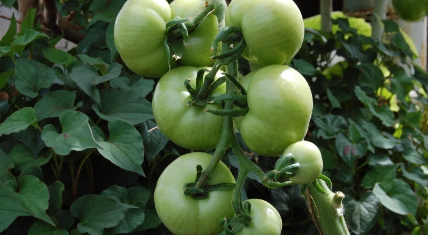 схема подкормки томатов от рассады до сбора