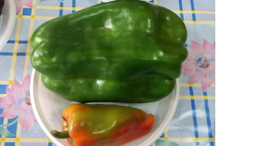 выращивание рассады перца