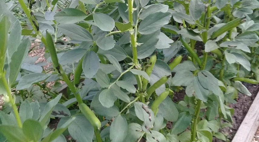 когда сажать бобы