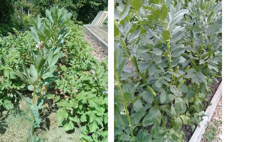 бобы овощные посадка