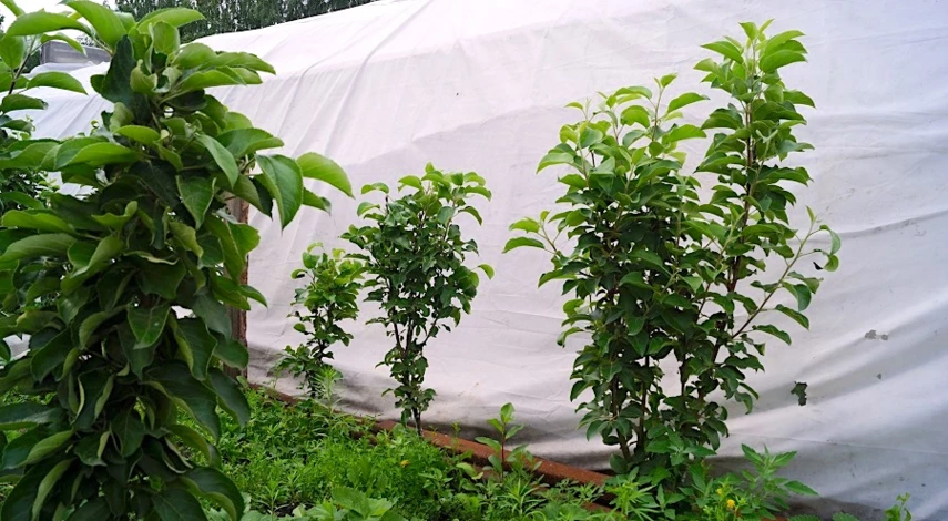 обрезка колоновидной яблони