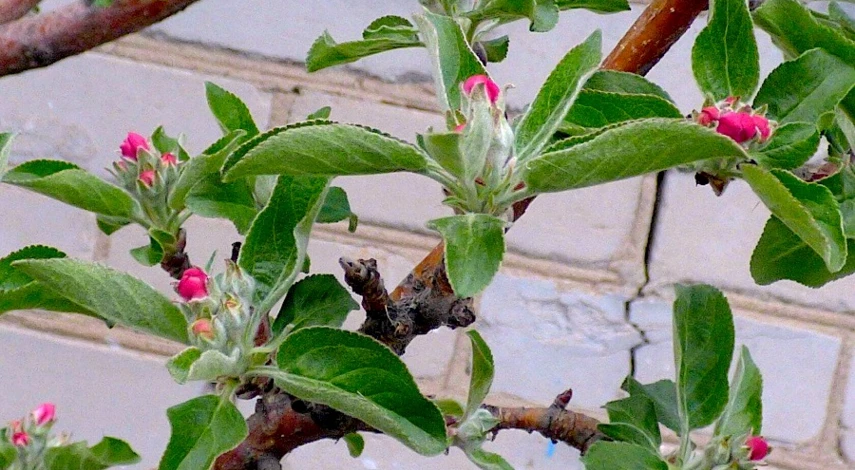 обрезать яблоню