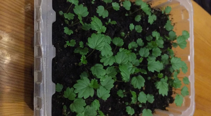 как правильно выращивать землянику из семян