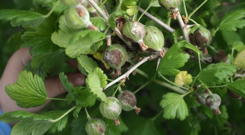 мучнистая роса крыжовника