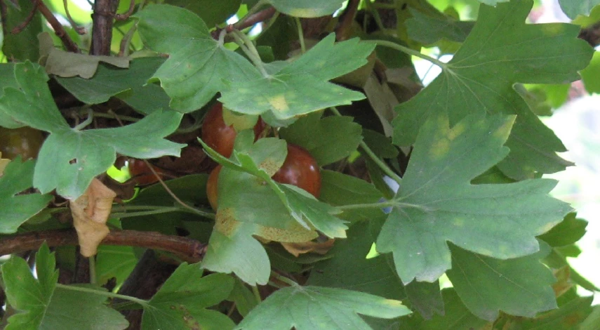 заболевания крыжовника