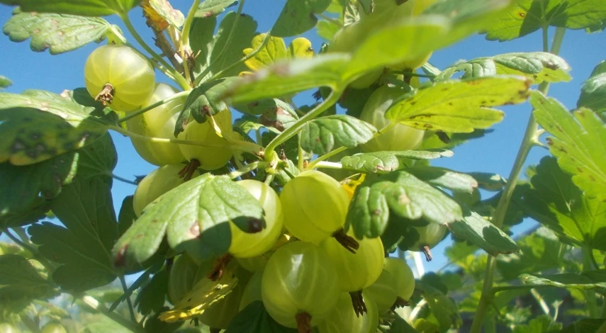 септориоз крыжовника