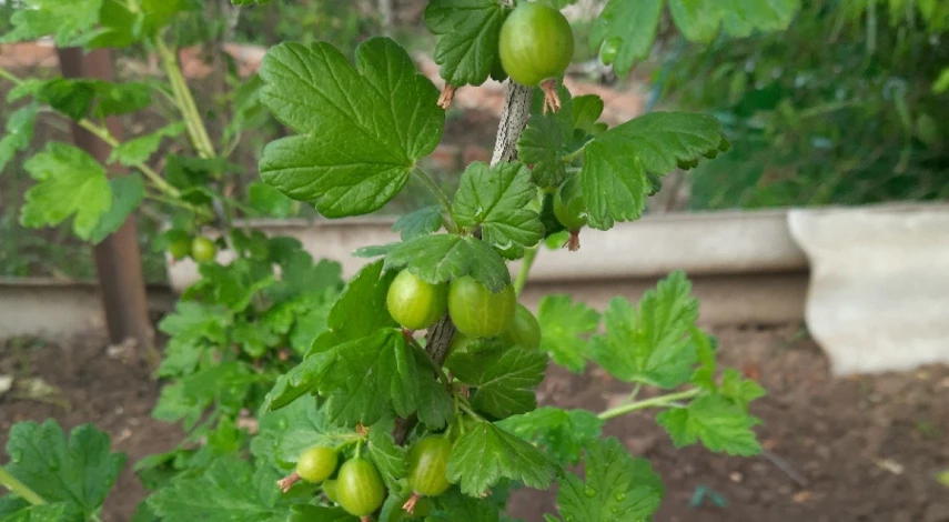 болеет крыжовник