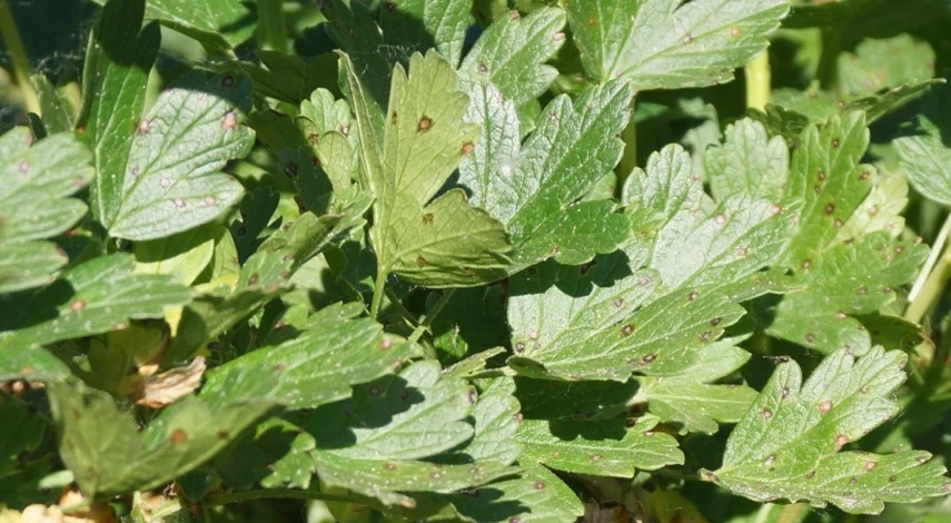 обработка крыжовника