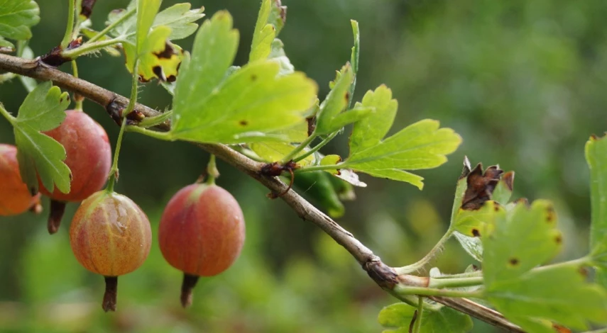 обработать крыжовник