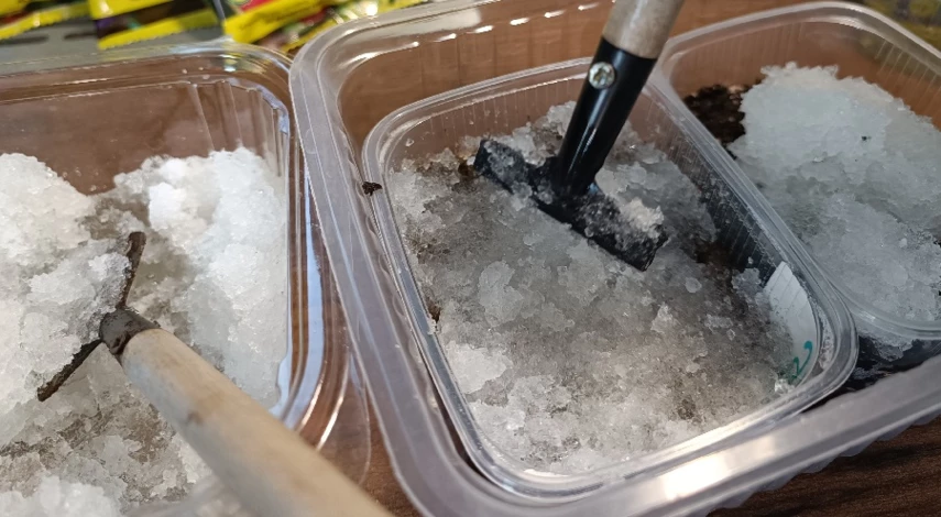 проращивание семян огурца в гидрогеле