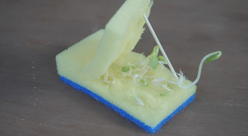 проращивание семян огурца в губке