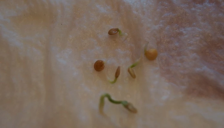 проращивание семян огурца на салфетке