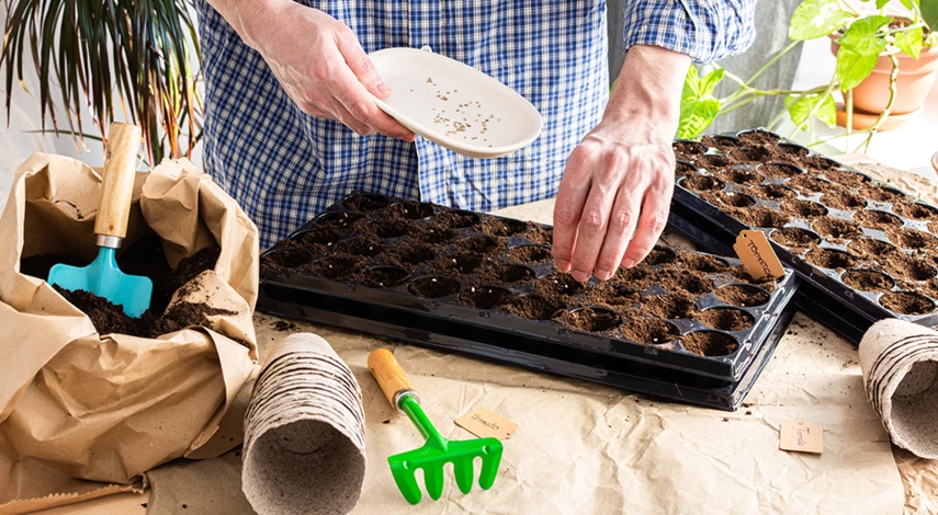 подкормка для рассады помидор