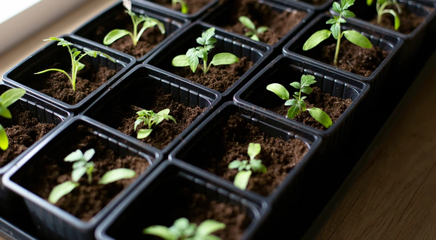 подкормка рассады томатов