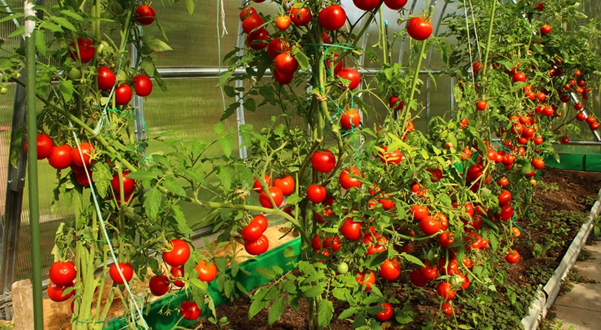 томаты на рассаду в 2024