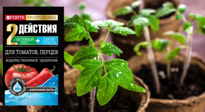 чем подкормить рассаду томатов