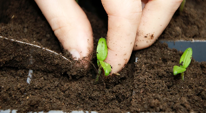 пикировка томата подкормка