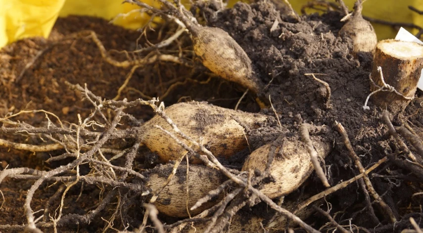 проращивание клубней георгин