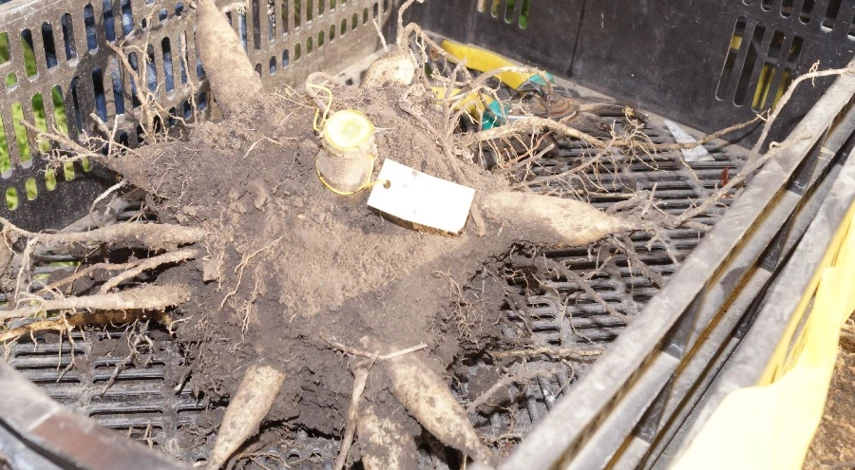 когда доставать клубни георгинов для проращивания