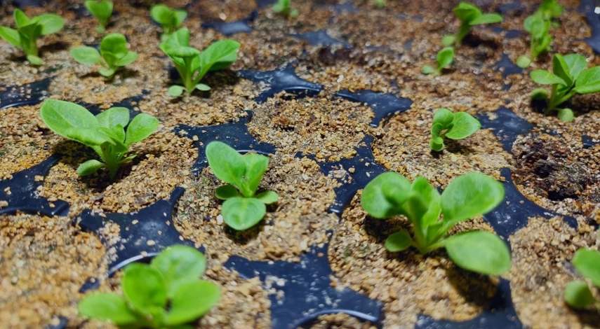 первая подкормка петунии