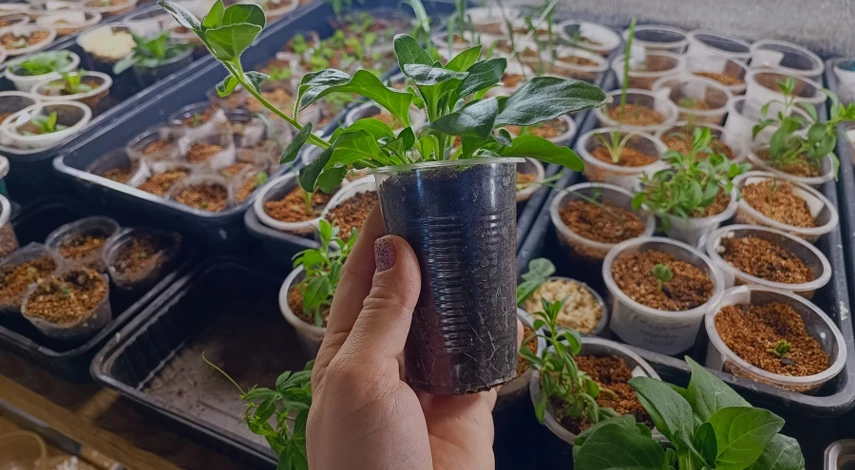 петунья подкормка