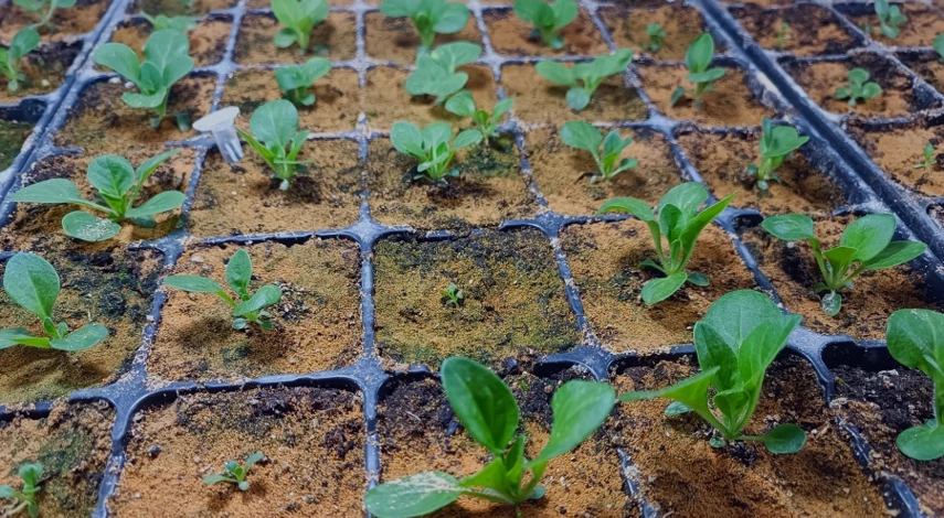 подкормка всходов петунии