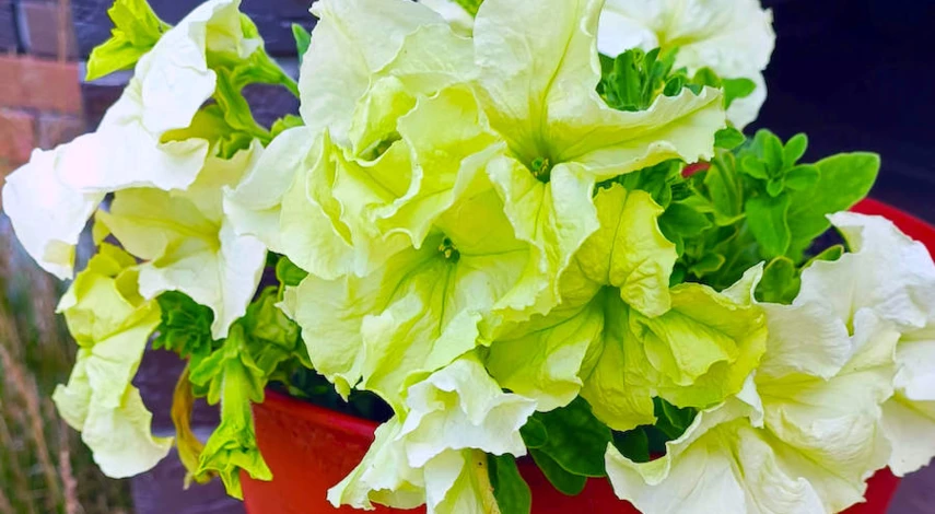 цветение петунии подкормки