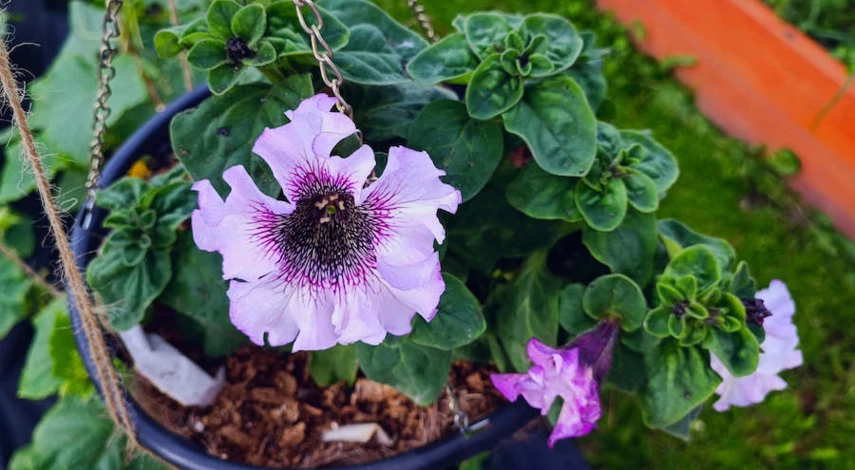 Пролонгированное удобрение для петуний