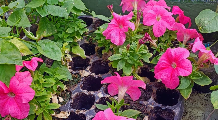 чем подкормить петунию