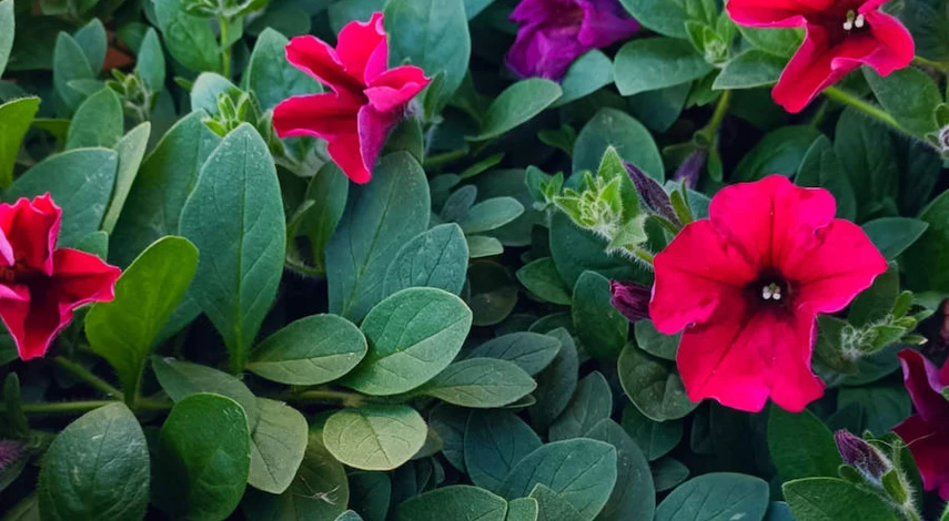 чем подкормить петунию для роста