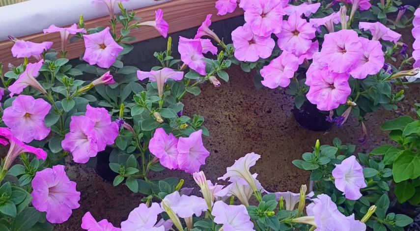 чем подкормить петунию в домашних условиях