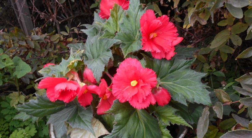 проращивание клубней бегонии