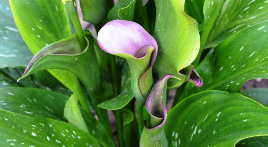 проращивание клубней каллы