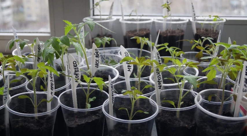 как подготовить семена помидор к посеву