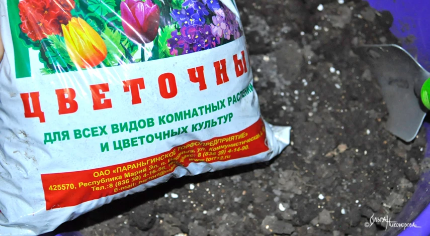 грунт для пересадки бегонии